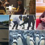 Video stills including a couple dining outdoors, kids playing hockey, penguins, a man on a bike, and a man in a chair